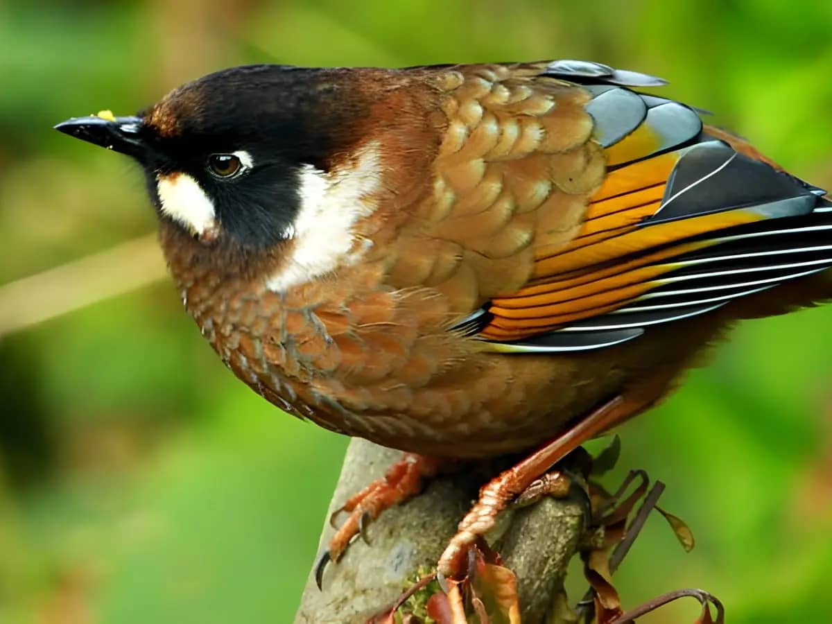 Bird Watching Morning