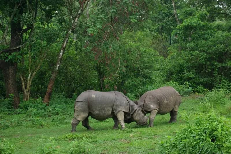 Rhino Tracking on Foot