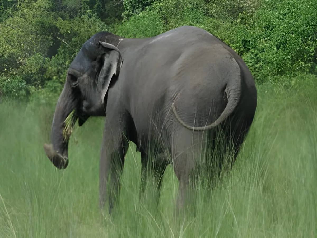 Meghauli, Chitwan
