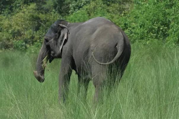 Elephant Breeding Centre Visit