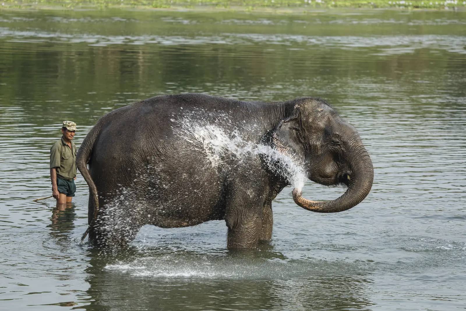 Elephant Bath Time on the Rapti (Watch)