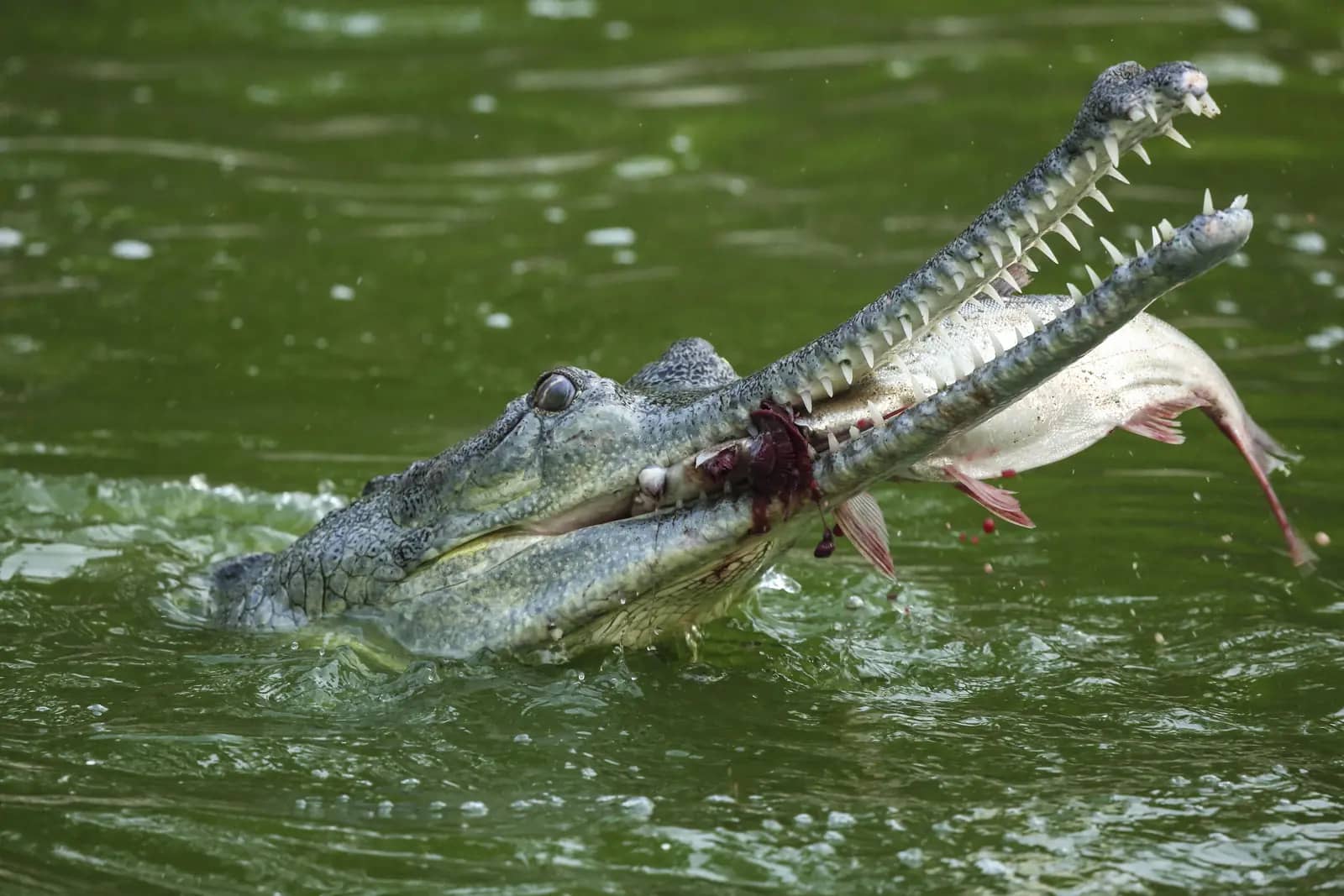 Gharial & Crocodile Breeding Centre